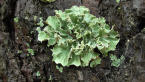 Foliose Lichen