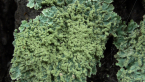 Lichen on lichen?