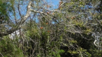 Vines on a Pin Oak Tree