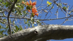 Orange Trumpet Vine