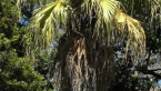 Chinese Fan Palm