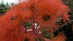 Red Flowering Gum