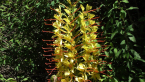 Wild Ginger