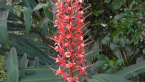 Scarlet Ginger Lily