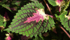 Coleus