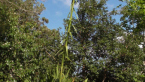Gymea Lily