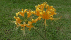 Golden Spider Lily