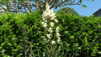 Yucca