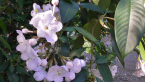 Yunan Luculia