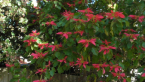 Poinsettia