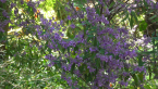 Native Mint Bush