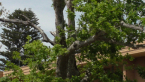 English Oak