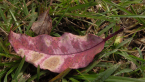Red Flowering Gum