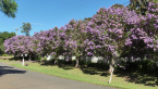 Tibouchina