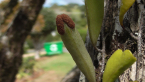 Orchid cactus