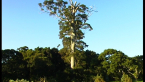 Flooded Gum Tree