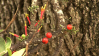 Mystery Plant 3