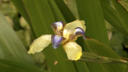 Walking Iris