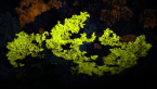 UV Lichens on Rock