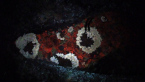 UV Lichen on Rock
