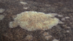 Crustose Lichen on Rock
