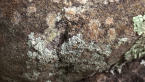 Lichens on Rock