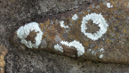 Lichen on Rock