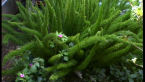 Veggie Garden 3