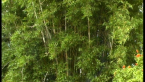 Bamboo