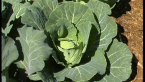 Veggie Garden 2