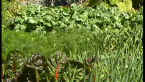 Veggie Garden 4