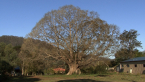 White Fig Tree