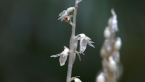 Ghost Orchid