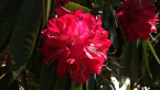 Rhododendron