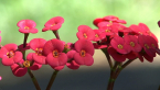 image091