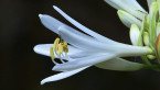 Agapanthus