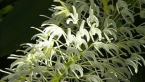 King Orchid