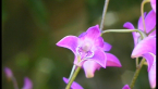 Pink Rock Orchid