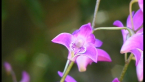 Pink Rock Orchid