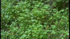Ground Cover