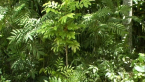 Native Garden