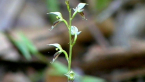 Pixie Caps Orchid