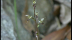 Native Orchid