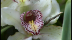 Boat Orchid