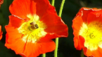 Bee on Flower