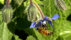 Bee on Borage
