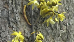 Bootlace Orchid
