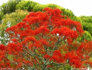 Other flora