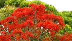 Flame Tree