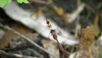 Small Wasp Orchid